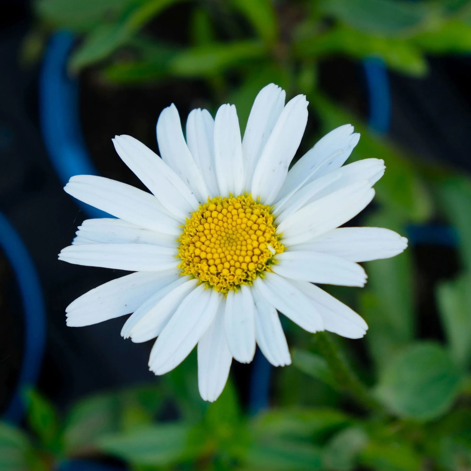 Bio Margerite 'Polaris' Weiß, Topf-Ø 11 Cm, 3er-Set 2 Bio Margerite 'Polaris' Weiß, Topf-Ø 11 Cm, 3er-Set – Bild 2