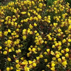 Bio Nachtkerze Goldgelb, Topf-Ø 11 Cm, 3er-Set -Naturgrün Verkaufsgeschäft 0319100369 Oenothera tetragona 2 125710