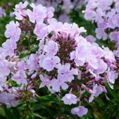 Bio Flammenblume 'Franz Schubert' Hellviolett, Topf-Ø 11 Cm, 3er-Set -Naturgrün Verkaufsgeschäft 0319100378 Phlox paniculata Franz Schubert 3er Set 3 113853