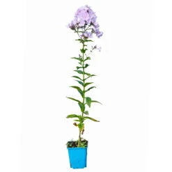 Bio Flammenblume 'Franz Schubert' Hellviolett, Topf-Ø 11 Cm, 3er-Set -Naturgrün Verkaufsgeschäft 0319100378 Phlox paniculata Franz Schubert 3er Set 6 113938