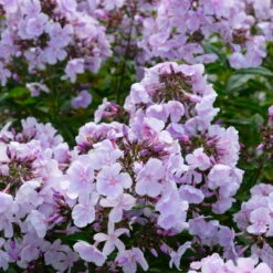 Bio Flammenblume 'Franz Schubert' Hellviolett, Topf-Ø 11 Cm, 3er-Set -Naturgrün Verkaufsgeschäft 0319100378 Phlox paniculata Franz Schubert 3er Set 7 113855