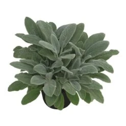 Bio Woll-Ziest 'Silver Carpet' Rosa-violett, Topf-Ø 11 Cm, 3er-Set 11 Bio Woll-Ziest 'Silver Carpet' Rosa-violett, Topf-Ø 11 Cm, 3er-Set -Naturgrün Verkaufsgeschäft 0319100408 Stachys byzantina Silver Carpet 1 125720