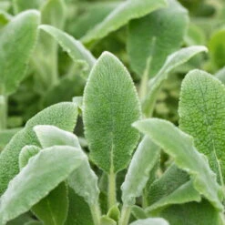 Bio Woll-Ziest 'Silver Carpet' Rosa-violett, Topf-Ø 11 Cm, 3er-Set 9 Bio Woll-Ziest 'Silver Carpet' Rosa-violett, Topf-Ø 11 Cm, 3er-Set -Naturgrün Verkaufsgeschäft 0319100408 Stachys byzantina Silver Carpet 2 125719