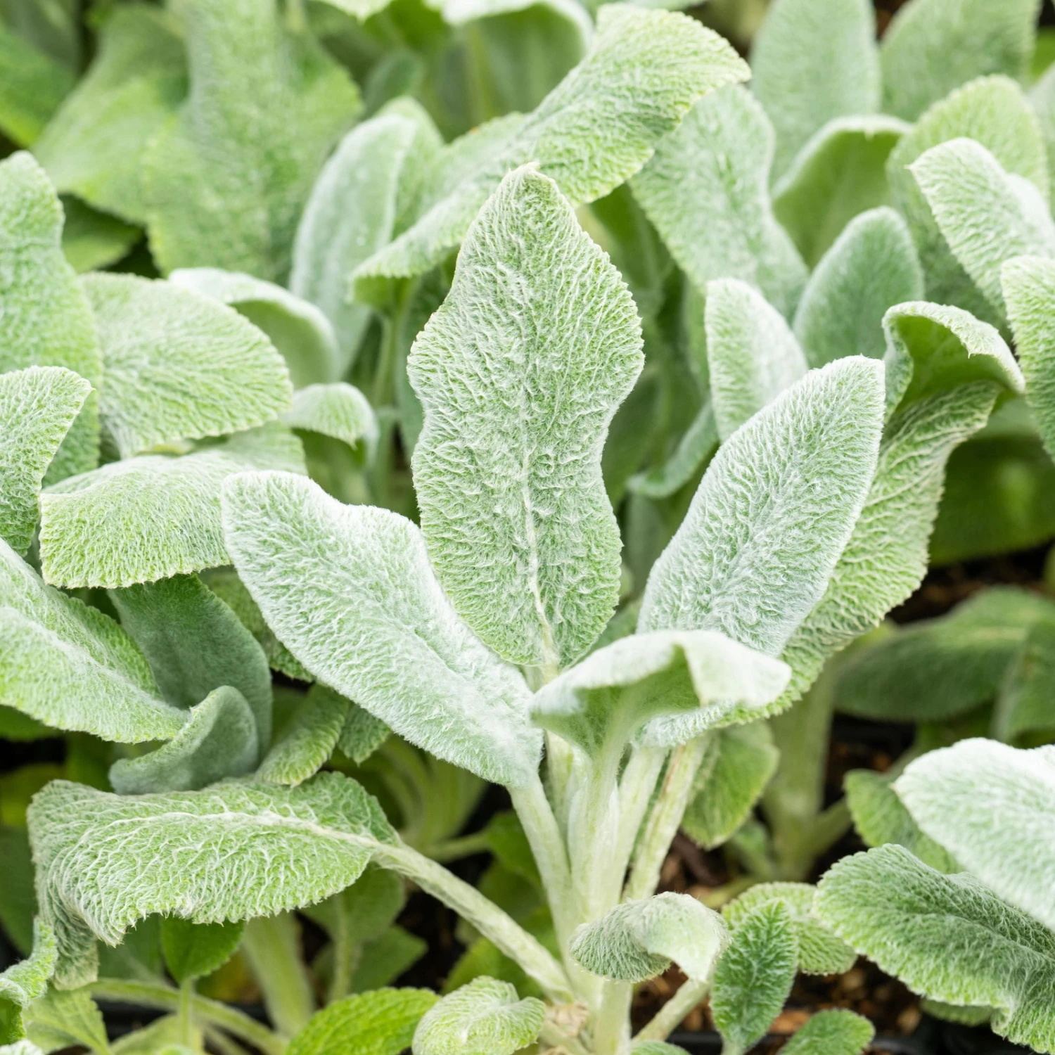 Bio Woll-Ziest 'Silver Carpet' Rosa-violett, Topf-Ø 11 Cm, 3er-Set 1 Bio Woll-Ziest 'Silver Carpet' Rosa-violett, Topf-Ø 11 Cm, 3er-Set