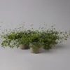 Mühlenbeckia Complexa Weiß, Topf-Ø 12 Cm, 3er-Set