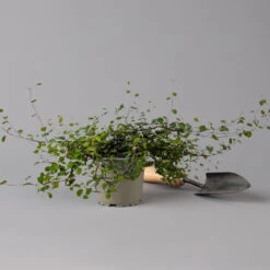 Mühlenbeckia Complexa Weiß, Topf-Ø 12 Cm, 3er-Set -Naturgrün Verkaufsgeschäft 0319100426 Muehlenbeckia complexa 3er Set KB T12 2 126134