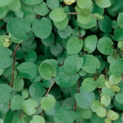 Mühlenbeckia Complexa Weiß, Topf-Ø 12 Cm, 3er-Set -Naturgrün Verkaufsgeschäft 0319100426 Muehlenbeckia complexa 3er Set 1 85225