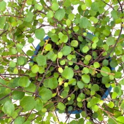 Mühlenbeckia Complexa Weiß, Topf-Ø 12 Cm, 3er-Set -Naturgrün Verkaufsgeschäft 0319100426 muehlenbeckia 4 124999