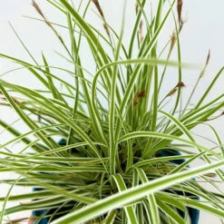 Japansegge 'Everest', Topf-Ø 12 Cm, 3er-Set -Naturgrün Verkaufsgeschäft 0319100440 carex oshimensis everest 4 125000
