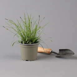 Japansegge 'Everest', Topf-Ø 12 Cm, 3er-Set -Naturgrün Verkaufsgeschäft 0319100440 carex oshimensis everest 125699