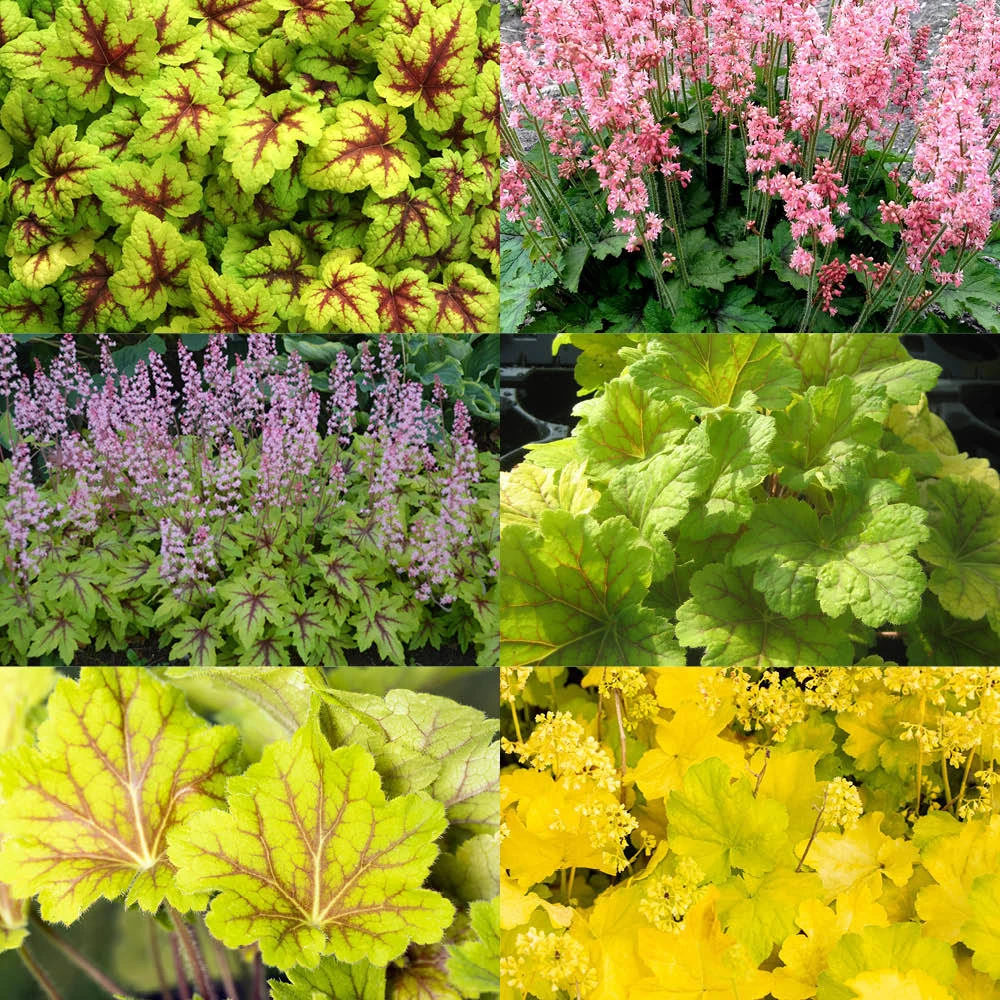 Purpurglöckchen Grünlaubig, Topf-Ø 12 Cm, 3er-Set 1 Purpurglöckchen Grünlaubig, Topf-Ø 12 Cm, 3er-Set