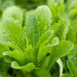 Kugeldistel 'Taplow Blue' Blau, Topf-Ø 11 Cm, 3er-Set 7 Kugeldistel 'Taplow Blue' Blau, Topf-Ø 11 Cm, 3er-Set -Naturgrün Verkaufsgeschäft 0319100478 Echinops bann Taplow Blue 3er Set blau 1 110445