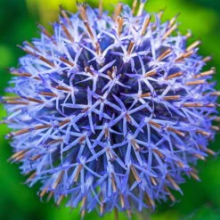 Kugeldistel 'Taplow Blue' Blau, Topf-Ø 11 Cm, 3er-Set 6 Kugeldistel 'Taplow Blue' Blau, Topf-Ø 11 Cm, 3er-Set -Naturgrün Verkaufsgeschäft 0319100478 Echinops bann Taplow Blue 3er Set blau 3 110444