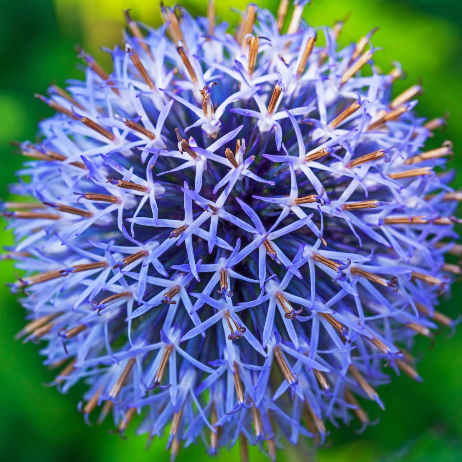 Kugeldistel 'Taplow Blue' Blau, Topf-Ø 11 Cm, 3er-Set 2 Kugeldistel 'Taplow Blue' Blau, Topf-Ø 11 Cm, 3er-Set – Bild 2