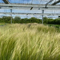 Bio Federgras, Topf-Ø 12 Cm, 3er-Set -Naturgrün Verkaufsgeschäft 0319100517 Stipa tenuissima Ponytails 3er Set T12 17 122455