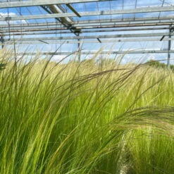 Bio Federgras, Topf-Ø 12 Cm, 3er-Set -Naturgrün Verkaufsgeschäft 0319100517 Stipa tenuissima Ponytails 3er Set T12 20 122453