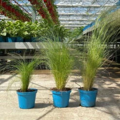 Bio Federgras, Topf-Ø 12 Cm, 3er-Set