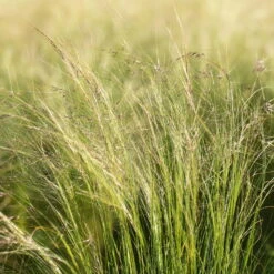 Bio Federgras, Topf-Ø 12 Cm, 3er-Set -Naturgrün Verkaufsgeschäft 0319100517 Stipa tenuissima Ponytails 3er Set 2 107950