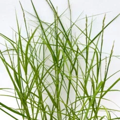 Bio Palmwedel-Segge Rotbraun, Topf-Ø 11 Cm, 3er-Set -Naturgrün Verkaufsgeschäft 0319100543 carex muskingumensis 6 125007