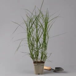 Bio Palmwedel-Segge Rotbraun, Topf-Ø 11 Cm, 3er-Set -Naturgrün Verkaufsgeschäft 0319100543 carex muskingumensis 125705
