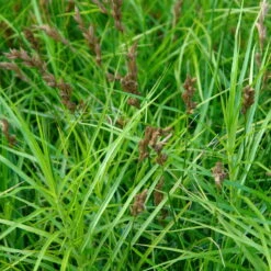 Bio Palmwedel-Segge Rotbraun, Topf-Ø 11 Cm, 3er-Set -Naturgrün Verkaufsgeschäft 0319100543 Carex muskingumensis beschnitten 120384