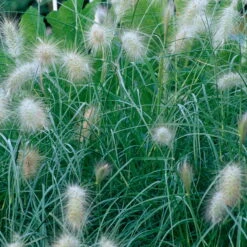 Bio Zwerg-Lampenputzergras 'Little Bunny' Gelblich-braun, Topf-Ø 11 Cm, 3er-Set -Naturgrün Verkaufsgeschäft 0319100544 Pennisetum alopecuroides Little Bunny beschnitten 2 120387