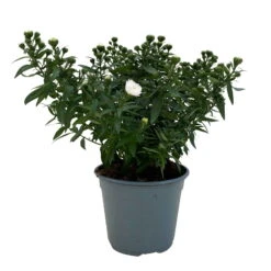 Aster Novi-belgii, Weiss Gefüllt, Topf-Ø 12 Cm, 6er-Set 9 Aster Novi-belgii, Weiss Gefüllt, Topf-Ø 12 Cm, 6er-Set -Naturgrün Verkaufsgeschäft 0319200001 Aster novi belgii T12 weiss gefuellt 3er Set WS 3 95806