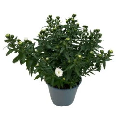 Aster Novi-belgii, Weiss Gefüllt, Topf-Ø 12 Cm, 6er-Set 10 Aster Novi-belgii, Weiss Gefüllt, Topf-Ø 12 Cm, 6er-Set -Naturgrün Verkaufsgeschäft 0319200001 Aster novi belgii T12 weiss gefuellt 3er Set WS 4 95807