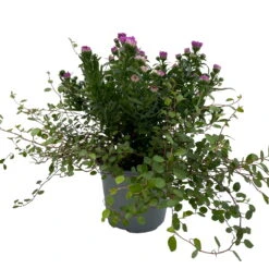 Aster & Mühlenbeckia, 3er-Set, Rosa Gefüllt, Topf 12/13 Cm Ø -Naturgrün Verkaufsgeschäft 0319200009 Aster novi belgii Muehlenbeckia rosa 3er Set WS 2 95824