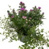 Aster & Mühlenbeckia, 3er-Set, Rosa Gefüllt, Topf 12/13 Cm Ø