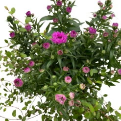 Aster & Mühlenbeckia, 3er-Set, Rosa Gefüllt, Topf 12/13 Cm Ø -Naturgrün Verkaufsgeschäft 0319200009 Aster novi belgii Muehlenbeckia rosa 3er Set WS 4 95826