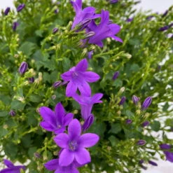 Glockenblume 'Ambella® Purple' Lilablau, Topf-Ø 15 Cm, 3er-Set -Naturgrün Verkaufsgeschäft 0319200039 Campanula portenschl Ambella Purple 3er Set T15 dunkellila WS 4 101456
