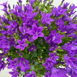 Glockenblume 'Ambella® Purple' Lilablau, Topf-Ø 15 Cm, 3er-Set -Naturgrün Verkaufsgeschäft 0319200039 Campanula portenschl Ambella Purple dunkellila T15 3er Set 6 111163