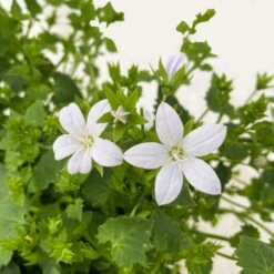 Polster-Glockenblume 'Adansa® White' Weiß, Topf-Ø 15 Cm, 3er-Set -Naturgrün Verkaufsgeschäft 0319200069 Campanula porten Adansa White weiss 3er Set 7 111166
