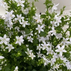 Polster-Glockenblume 'Adansa® White' Weiß, Topf-Ø 15 Cm, 3er-Set -Naturgrün Verkaufsgeschäft 0319200069 campanula portenschlagiana adansa white 6 125037