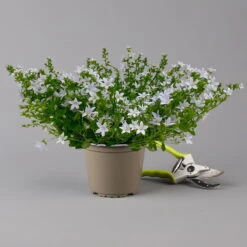 Polster-Glockenblume 'Adansa® White' Weiß, Topf-Ø 15 Cm, 3er-Set -Naturgrün Verkaufsgeschäft 0319200069 campanula portenschlagiana adansa white f 126065