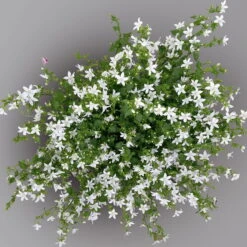 Polster-Glockenblume 'Adansa® White' Weiß, Topf-Ø 15 Cm, 3er-Set -Naturgrün Verkaufsgeschäft 0319200069 campanula portenschlagiana adansa white 125907