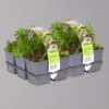 Sedum In Verschiedenen Sorten Im Mix-Set, Topf 7x7 Cm, 2x 6er-Set