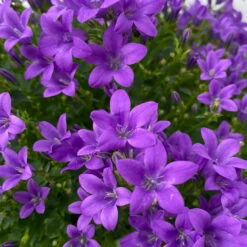 Glockenblume 'Ambella® Purple' Lilablau, Topf-Ø 15 Cm, 3er-Set -Naturgrün Verkaufsgeschäft 0319200106 campanula portenschlagiana ambella purple 6 125043