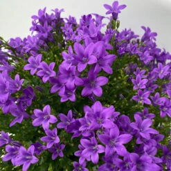 Glockenblume 'Ambella® Purple' Lilablau, Topf-Ø 15 Cm, 3er-Set -Naturgrün Verkaufsgeschäft 0319200106 campanula portenschlagiana ambella purple 8 125042