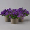 Glockenblume 'Ambella® Purple' Lilablau, Topf-Ø 15 Cm, 3er-Set