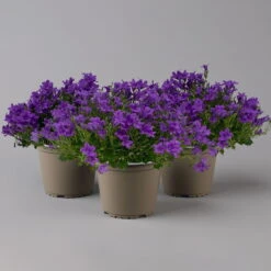 Glockenblume 'Ambella® Purple' Lilablau, Topf-Ø 15 Cm, 3er-Set