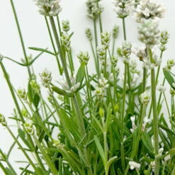 Lavendel 'Alba', Weiß, Topf-Ø 13 Cm, 6er-Set -Naturgrün Verkaufsgeschäft 0319200131 0319200198 Lavendel weiss T13 3er 6er 4 125975 1