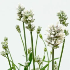 Lavendel 'Alba', Weiß, Topf-Ø 13 Cm, 6er-Set -Naturgrün Verkaufsgeschäft 0319200131 0319200198 Lavendel weiss T13 3er 6er 5 125974 1