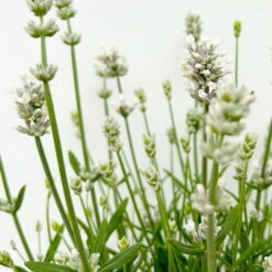 Lavendel 'Alba', Weiß, Topf-Ø 13 Cm, 6er-Set -Naturgrün Verkaufsgeschäft 0319200131 0319200198 Lavendel weiss T13 3er 6er 6 125973 1