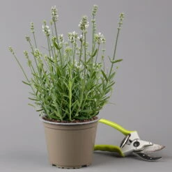 Lavendel 'Alba', Weiß, Topf-Ø 13 Cm, 6er-Set -Naturgrün Verkaufsgeschäft 0319200131 0319200198 Lavendel weiss T13 3er 6er f 126070 1