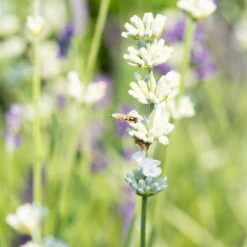 Lavendel 'Alba' Weiß, Topf-Ø 13 Cm, 3er-Set -Naturgrün Verkaufsgeschäft 0319200155 Lavandula angustifolia weiss 1 125850