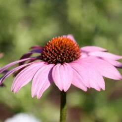 Purpursonnenhut 'PowWow® Wild Berry', Purpurrosa, Topf-Ø 13 Cm -Naturgrün Verkaufsgeschäft 0319200194 Echinacea purp Wild Berry T13 purpurrosa 3erSet 3 126328