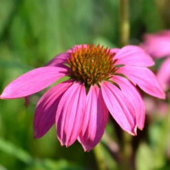 Purpursonnenhut 'PowWow® Wild Berry', Purpurrosa, Topf-Ø 13 Cm -Naturgrün Verkaufsgeschäft 0319200194 Echinacea purp Wild Berry T13 purpurrosa 3erSet 4 126330