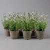 Lavendel 'Alba', Weiß, Topf-Ø 13 Cm, 6er-Set